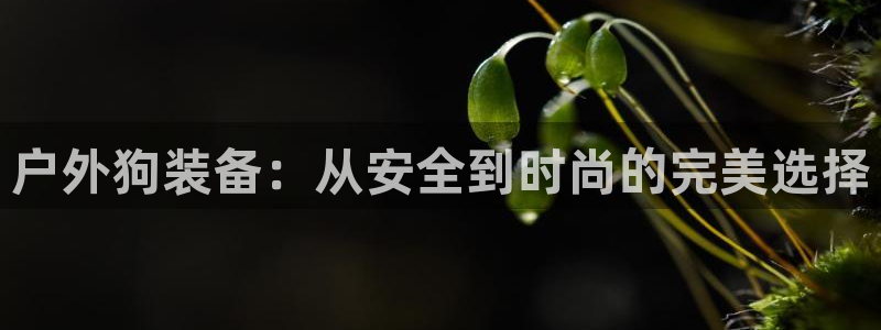 新宝gg招商