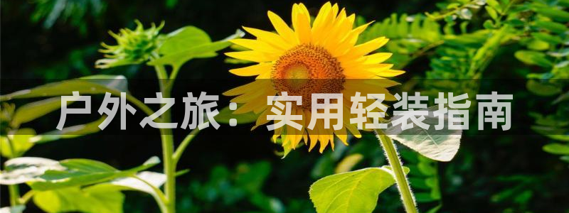 新宝gg入口网址