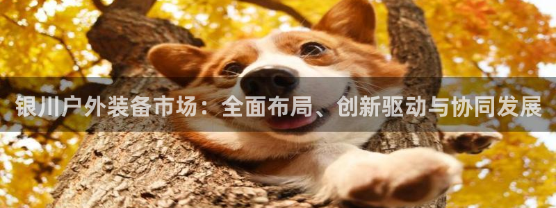 新宝gg 黑