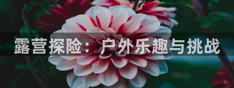 新宝gg图片